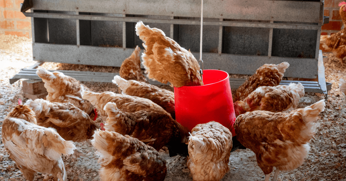 مشروع تربية الدواجن