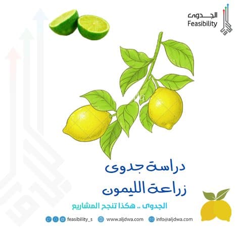 دراسة جدوى زراعة الليمون