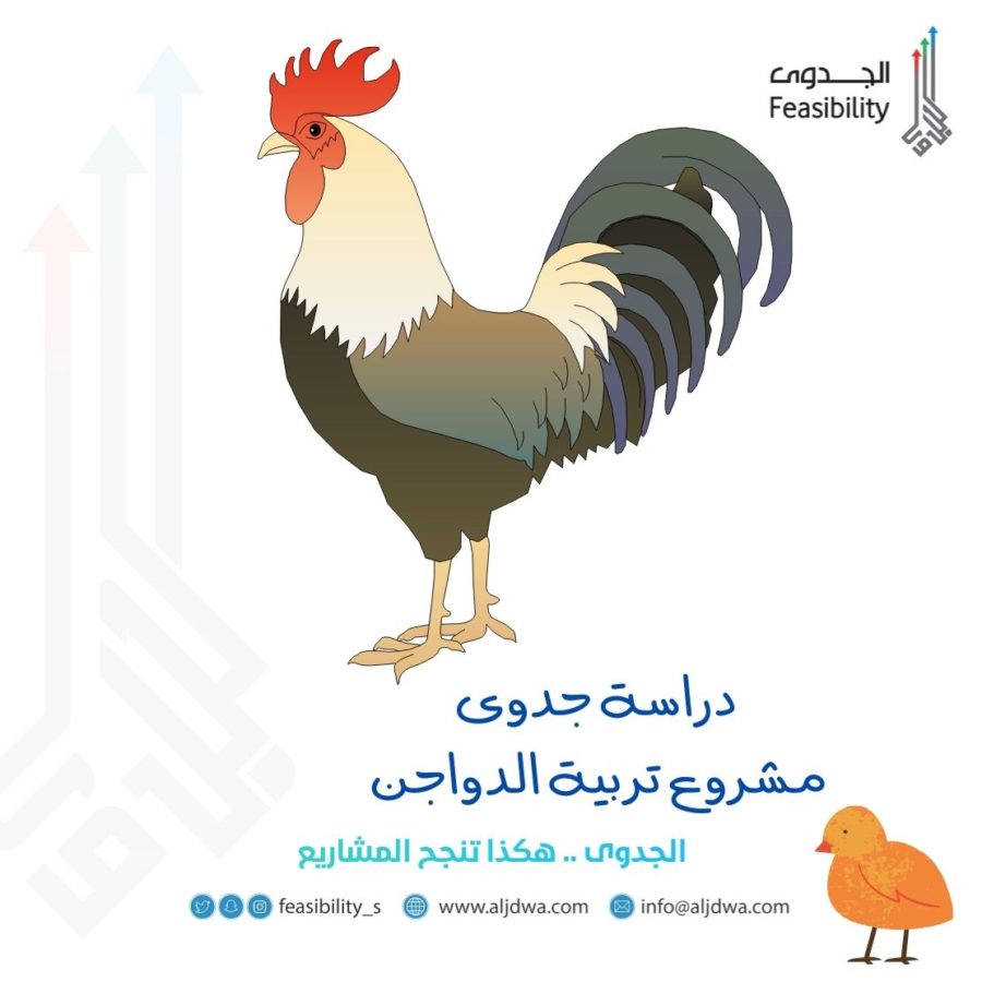 دراسة جدوى مشروع تربية الدواجن
