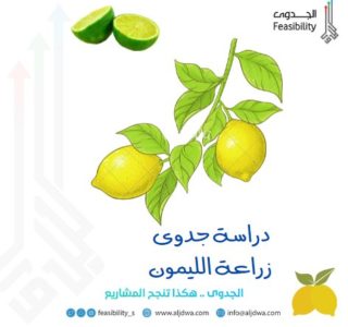 خطوات إعداد دراسة جدوى زراعة الليمون 39 دراسة جدوى زراعة الليمون