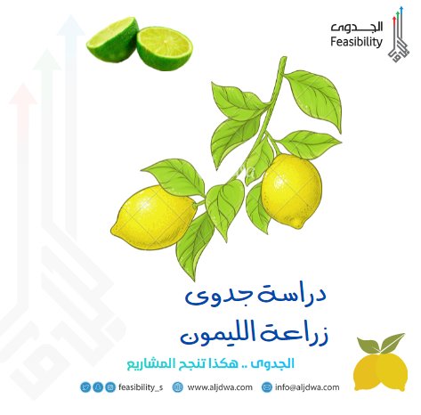 دراسة جدوى زراعة الليمون