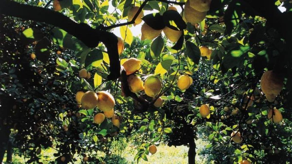 دراسة جدوى زراعة الليمون