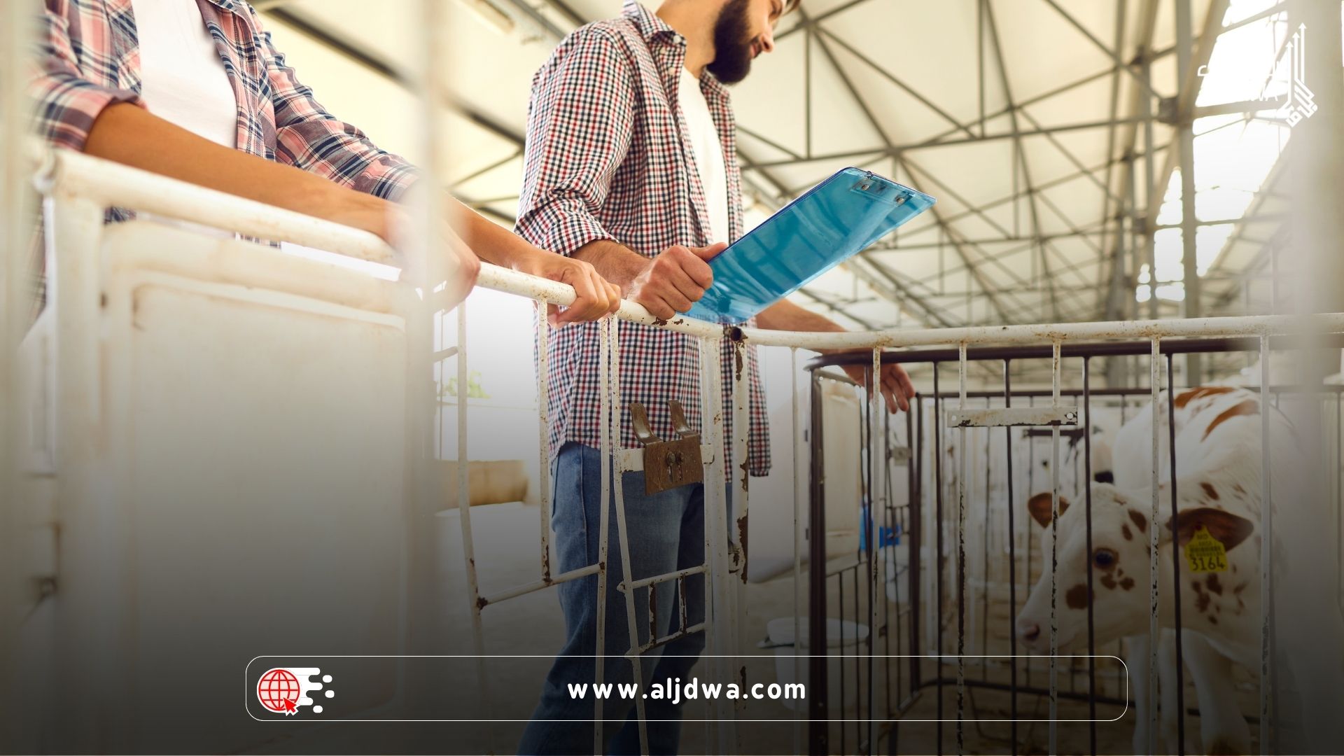 دراسة جدوى مزرعة مواشي صغيرة.. خطوات عملية لبدء استثمار مضمون