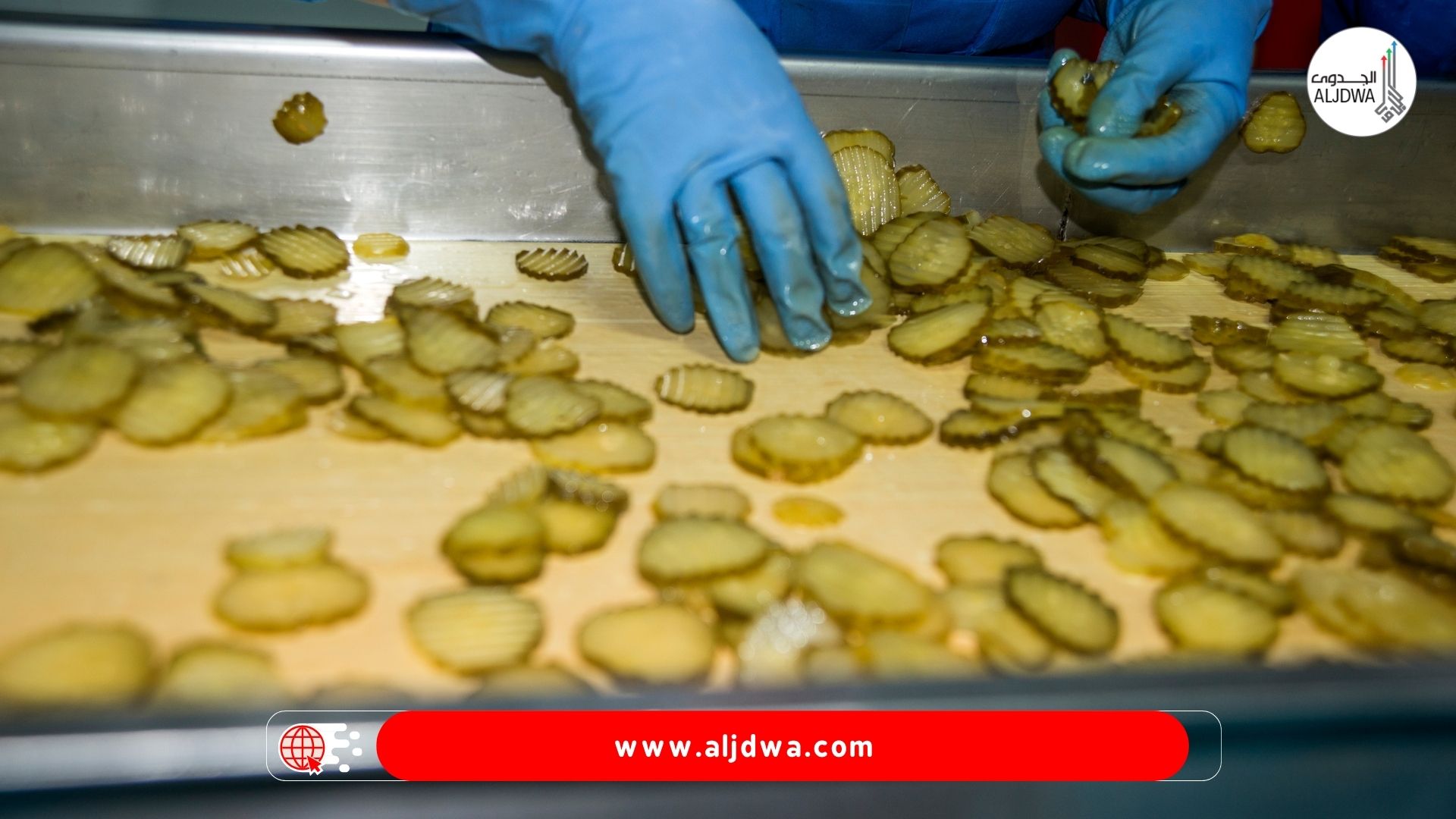 دراسة جدوى مصانع مخللات.. من الفكرة إلى خطوط الإنتاج الناجحة