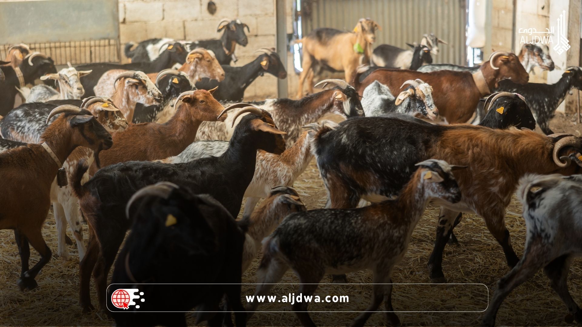 دراسة جدوى مزرعة مواشي صغيرة.. خطوات عملية لبدء استثمار مضمون